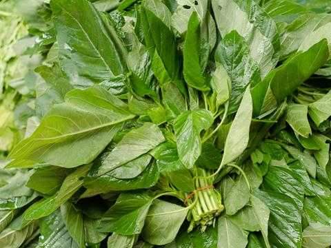 Amaranthus Leaf