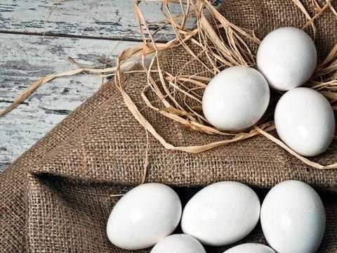 Egg -Poultry