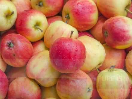Apple Royal Gala- Belgium