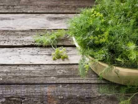 Dill Leaves