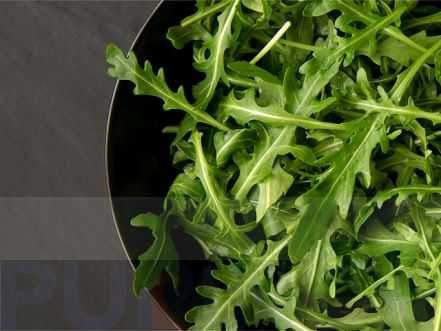 Lettuce Rocket