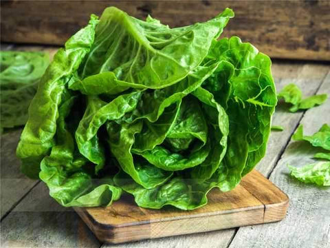 Romaine Lettuce